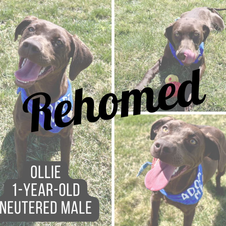 Adopted dog named Ollie.